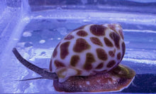 Load image into Gallery viewer, Tiger/Leopard Nassarius Snail For Marine Aquariums (CUC)
