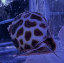 Load image into Gallery viewer, Tiger/Leopard Nassarius Snail For Marine Aquariums (CUC)