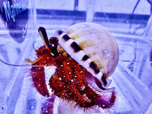 Load image into Gallery viewer, White Spotted Hermit Crab (up to 10cm) (CUC)
