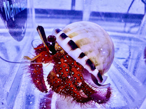 White Spotted Hermit Crab (up to 10cm) (CUC)