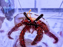 Load image into Gallery viewer, White Spotted Hermit Crab (up to 10cm) (CUC)