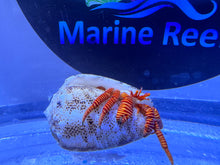 Load image into Gallery viewer, Halloween Hermit crab (CUC)