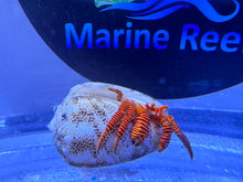 Load image into Gallery viewer, Halloween Hermit crab (CUC)