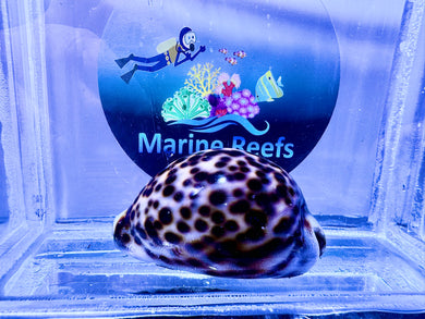 Tiger Cowrie Large (CUC)