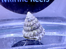 Load image into Gallery viewer, WHITE TURBO SNAIL TROCHUS MACULATUS (CUC) Clean up crew