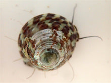 Load image into Gallery viewer, Trochus Snail (CUC)