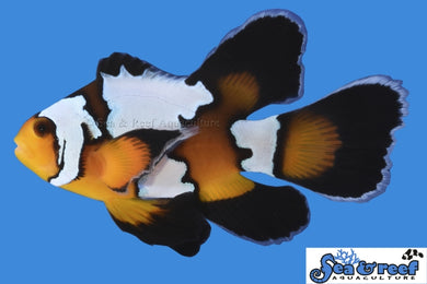 Black Ice Longfin Clownfish