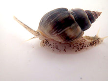 Load image into Gallery viewer, Super Nassarius Snail (CUC) small