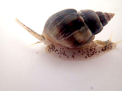 Mexican Super Nassarius Snail (CUC) small