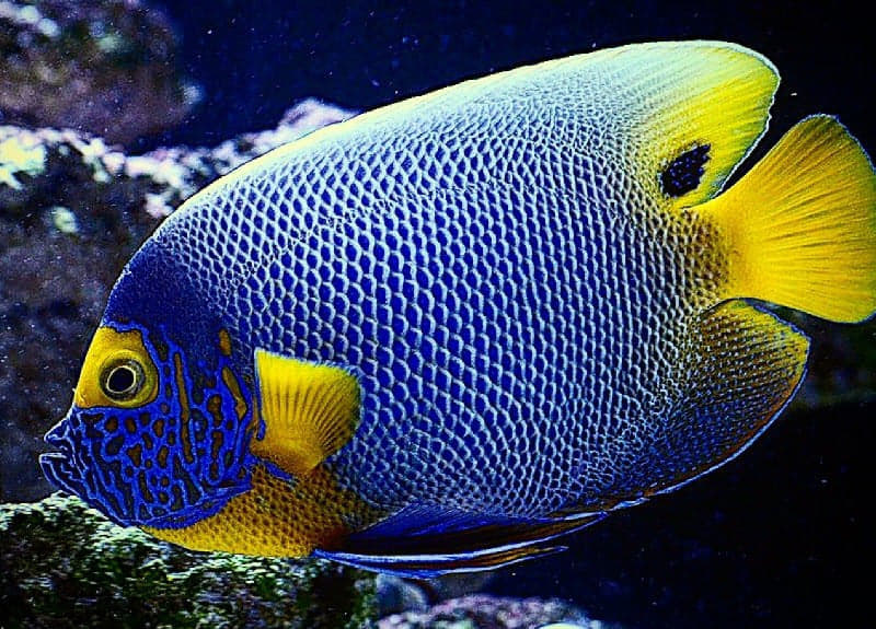 Muring Fish Marine Fish – Marine Reefs