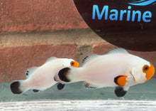 Load image into Gallery viewer, Wyoming White Clownfish Pair WYSIWYG