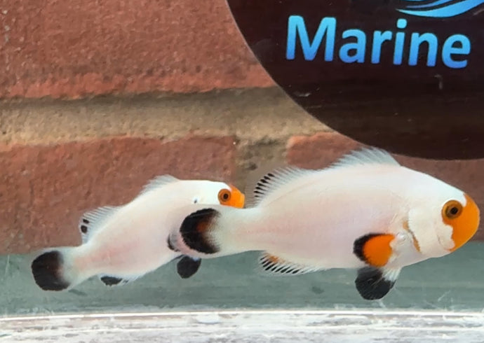 Wyoming White Clownfish Pair WYSIWYG