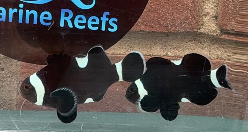 Stunning Misbar Darwin Clownfish Pair