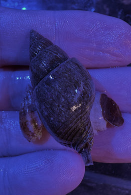 Jumbo Nassarius snail (CUC)