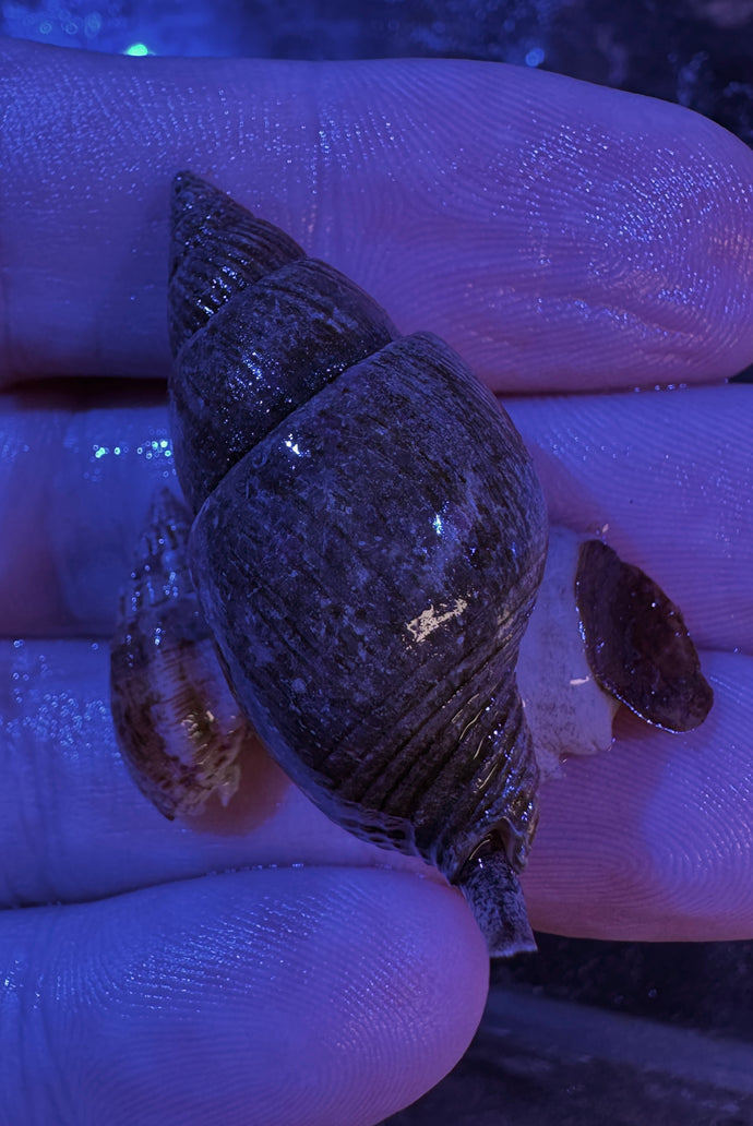 Jumbo Nassarius snail (CUC)