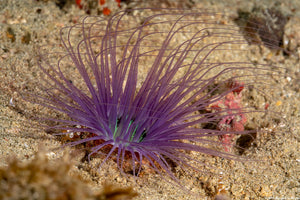 Coloured Tube Worm / Feather Duster (CUC)