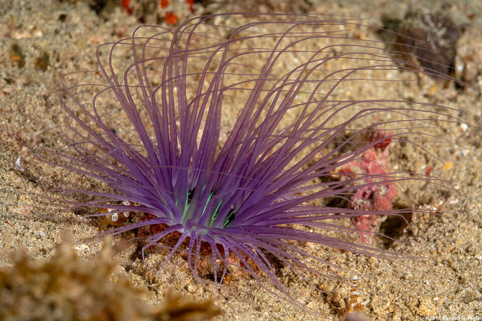 Coloured Tube Worm / Feather Duster (CUC)