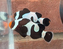 Load image into Gallery viewer, Black Davinci Clownfish Pair WYSIWYG