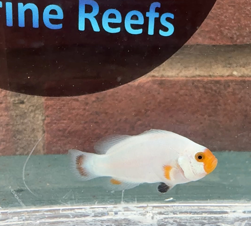 Maine Blizzard Clownfish Pair WYSIWYG