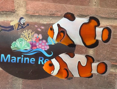 Davinci Clownfish Pair WYSIWYG