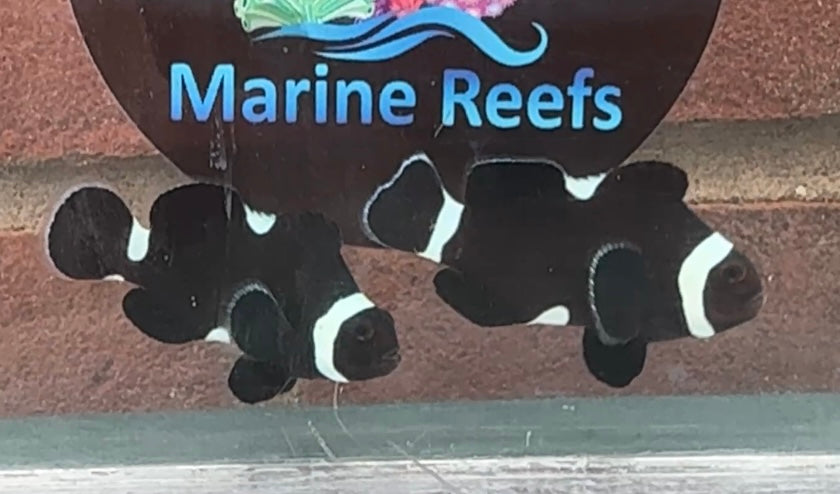 Stunning Misbar Darwin Clownfish Pair