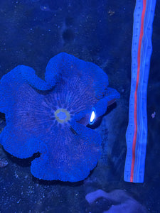 Royal Blue Carpet Anemone Coral
