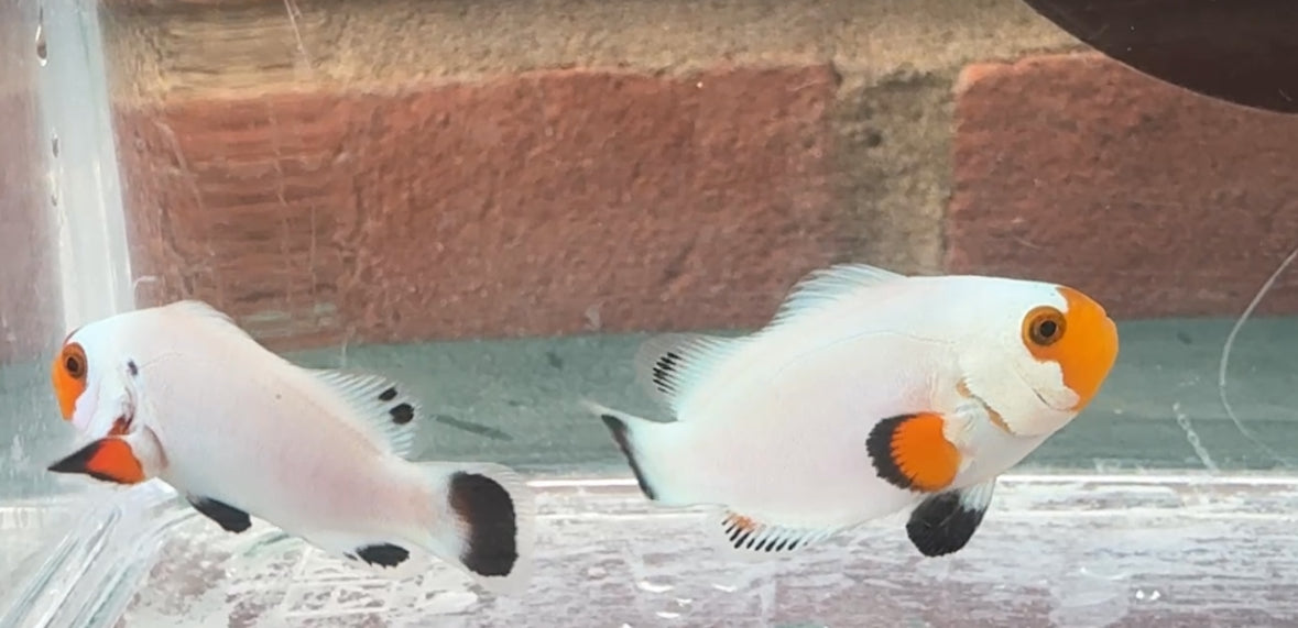Wyoming White Clownfish