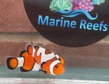 Load image into Gallery viewer, Davinci Clownfish Pair WYSIWYG