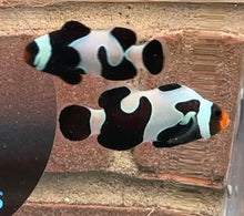 Load image into Gallery viewer, Black Davinci Clownfish Pair WYSIWYG