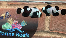 Load image into Gallery viewer, Black Davinci Clownfish Pair WYSIWYG