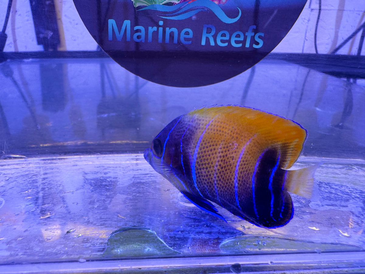 Majestic Angelfish Small