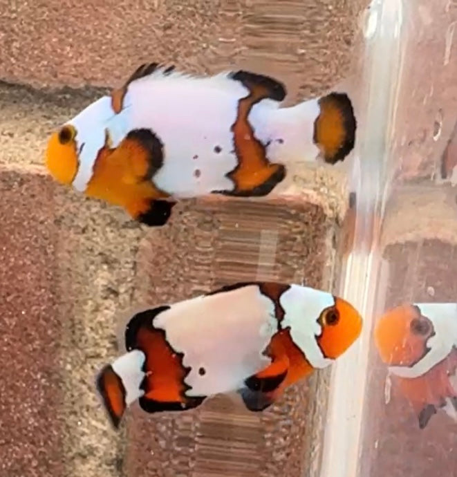 Snowflake/ Black Ice Clownfish Pair WYSIWYG