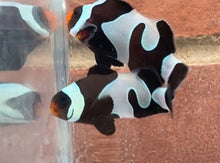 Load image into Gallery viewer, Black Davinci Clownfish Pair WYSIWYG