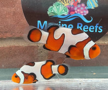 Load image into Gallery viewer, Davinci Clownfish Pair WYSIWYG