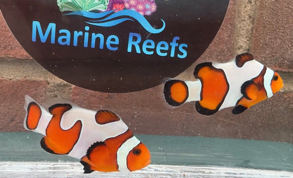 Davinci Clownfish