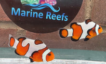 Load image into Gallery viewer, Davinci Clownfish Pair WYSIWYG