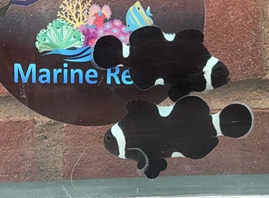 Stunning Misbar Darwin Clownfish Pair WYSIWYG