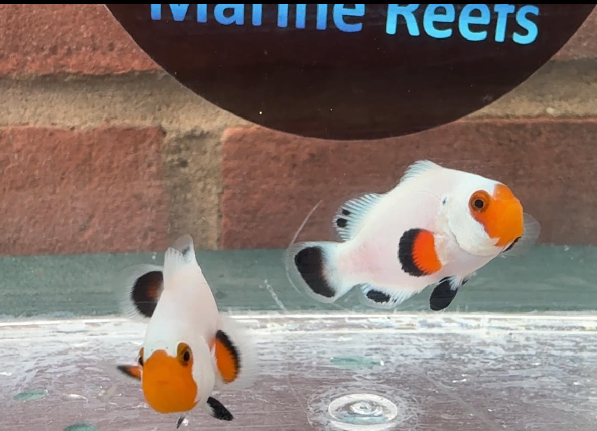 Wyoming White Clownfish