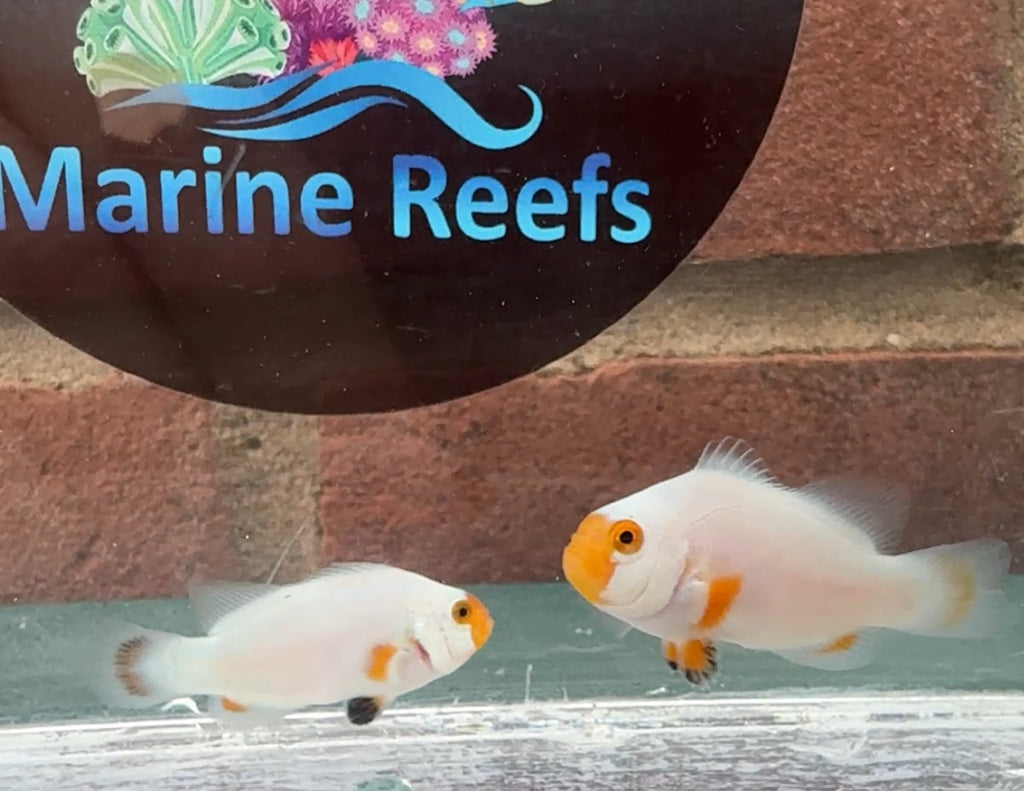 Maine Blizzard Clownfish Pair WYSIWYG
