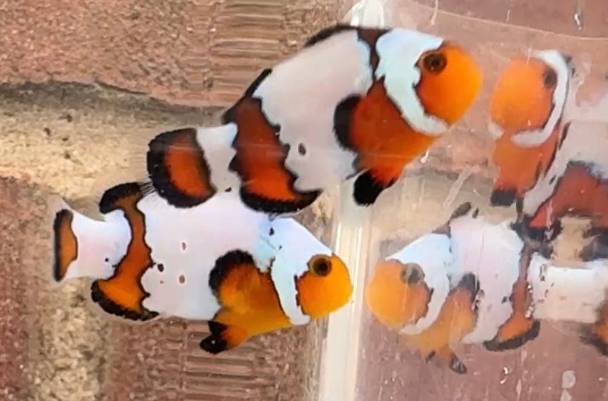 Snowflake/ Black Ice Clownfish Pair WYSIWYG