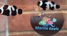 Load image into Gallery viewer, Black Davinci Clownfish Pair WYSIWYG