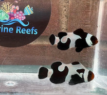 Load image into Gallery viewer, Black Davinci Clownfish Pair WYSIWYG