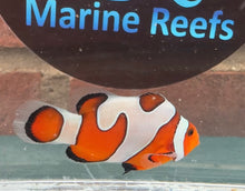 Load image into Gallery viewer, Davinci Clownfish Pair WYSIWYG