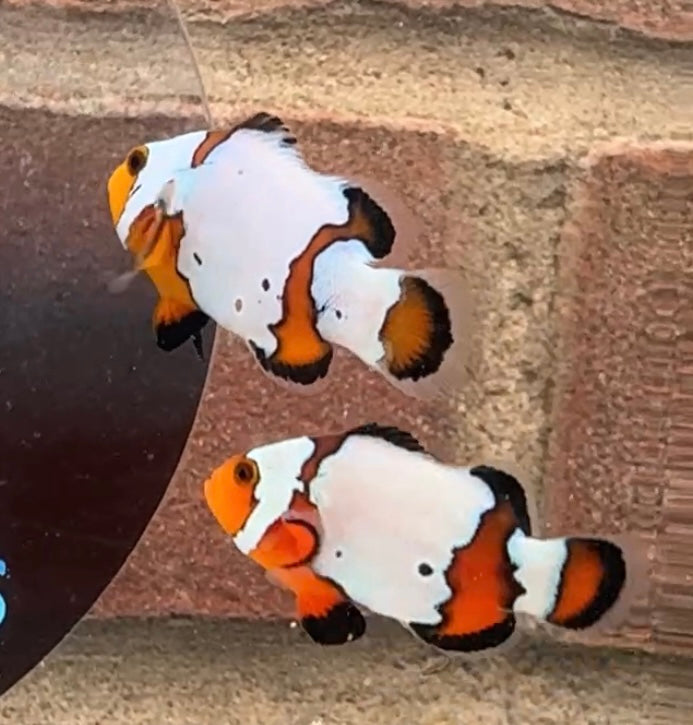 Snowflake/ Black Ice Clownfish Pair WYSIWYG