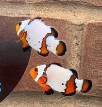 Load image into Gallery viewer, Snowflake/ Black Ice Clownfish Pair WYSIWYG