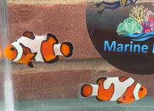 Load image into Gallery viewer, Davinci Clownfish Pair WYSIWYG