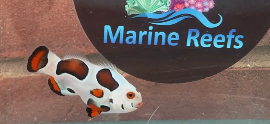 Orange Storm Clownfish Single WYSIWYG