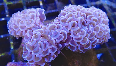 Rainbow Hammer Coral Colony WYSIWYG 4-5”