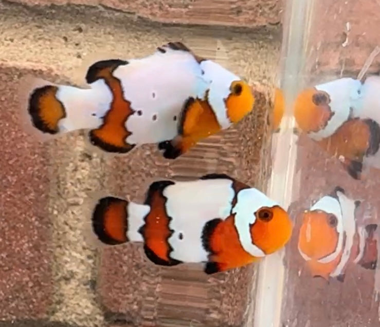Snowflake/ Black Ice Clownfish Pair WYSIWYG