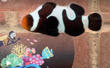 Load image into Gallery viewer, Black Davinci Clownfish Pair WYSIWYG